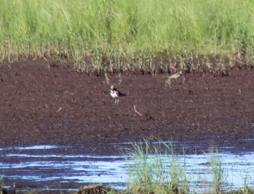 Semipalmated Plover - ML355907031