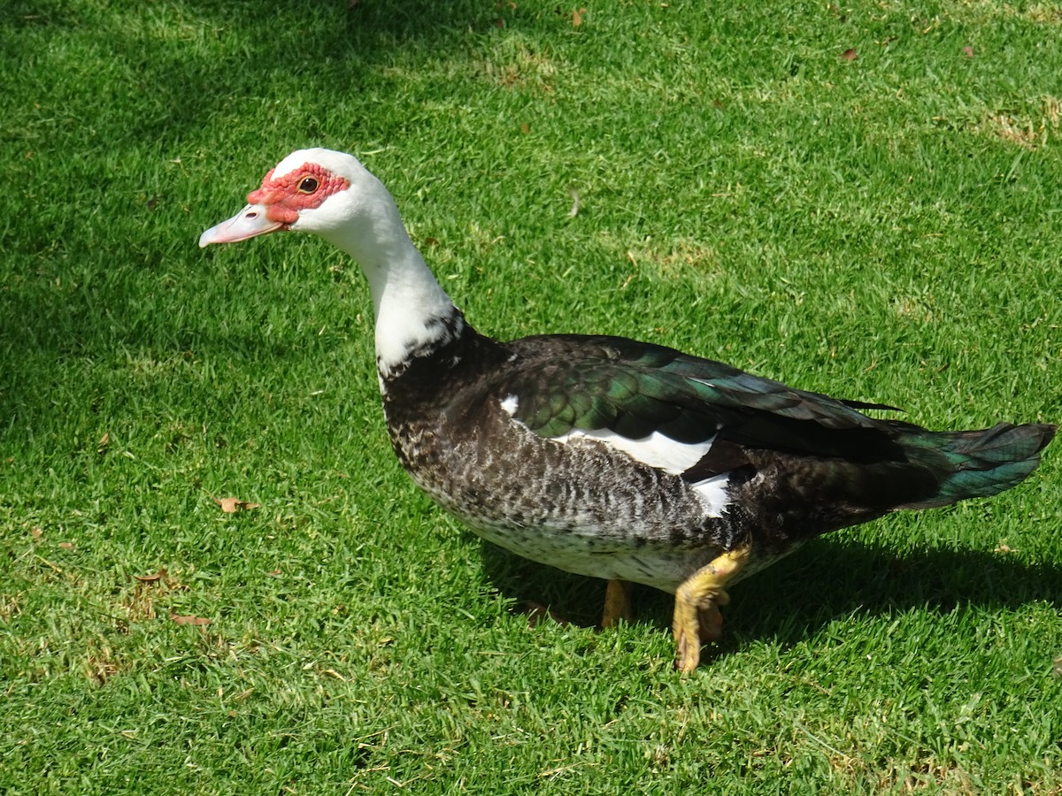 Muscovy Duck (Domestic type) - ML355907801