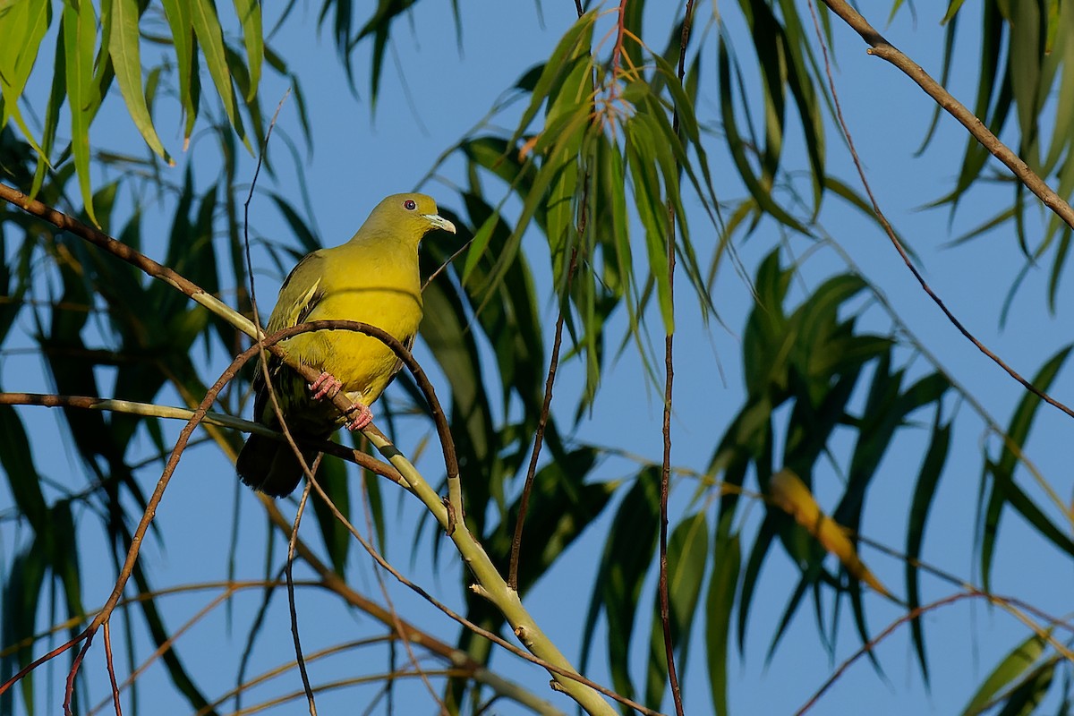 Orange-breasted Green-Pigeon - Vincent Wang