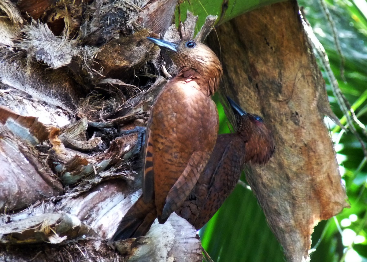 Rufous Woodpecker - ML355908831