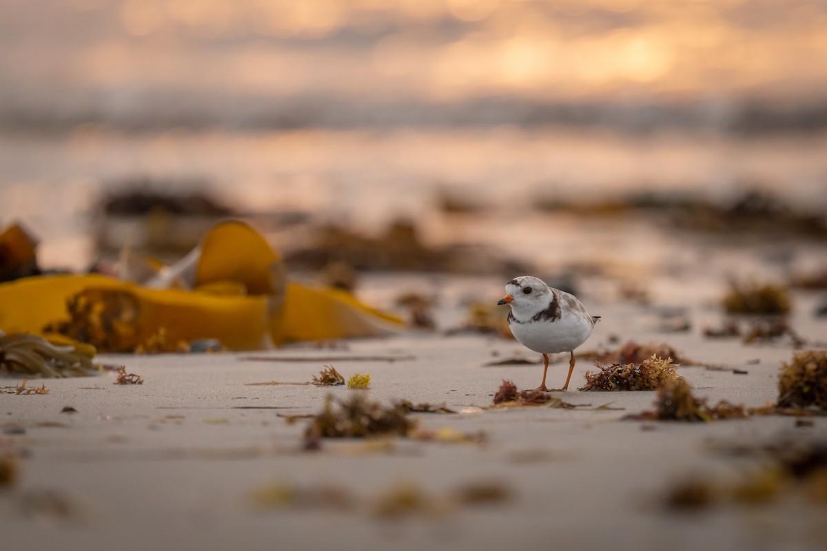 Piping Plover - ML355909451