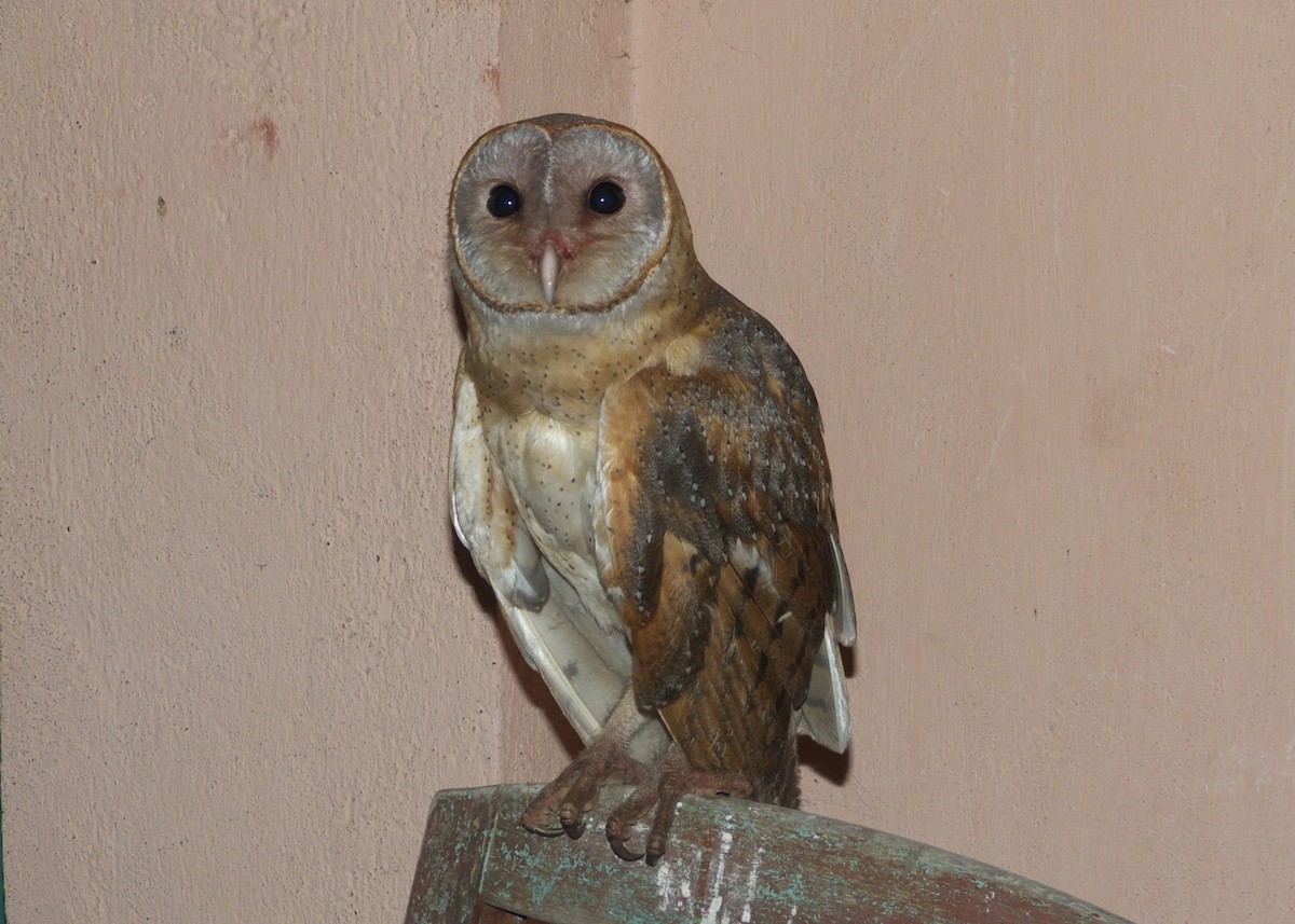 Barn Owl - ML355909591