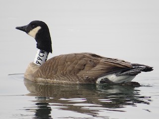 Canada Goose (moffitti/maxima), ML35591261