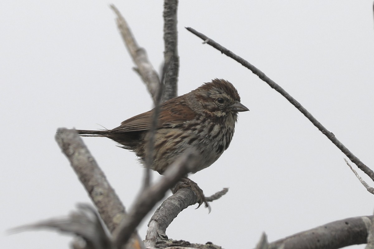 Song Sparrow - ML355913881