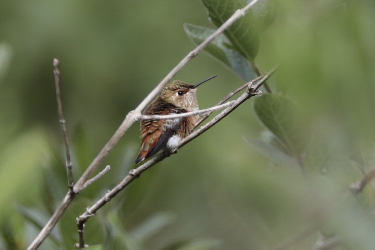 Allen's Hummingbird - ML355914101