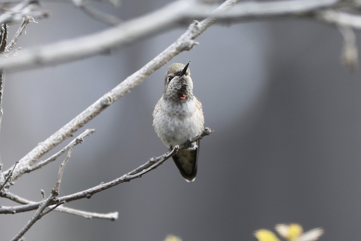 Anna's Hummingbird - ML355914271
