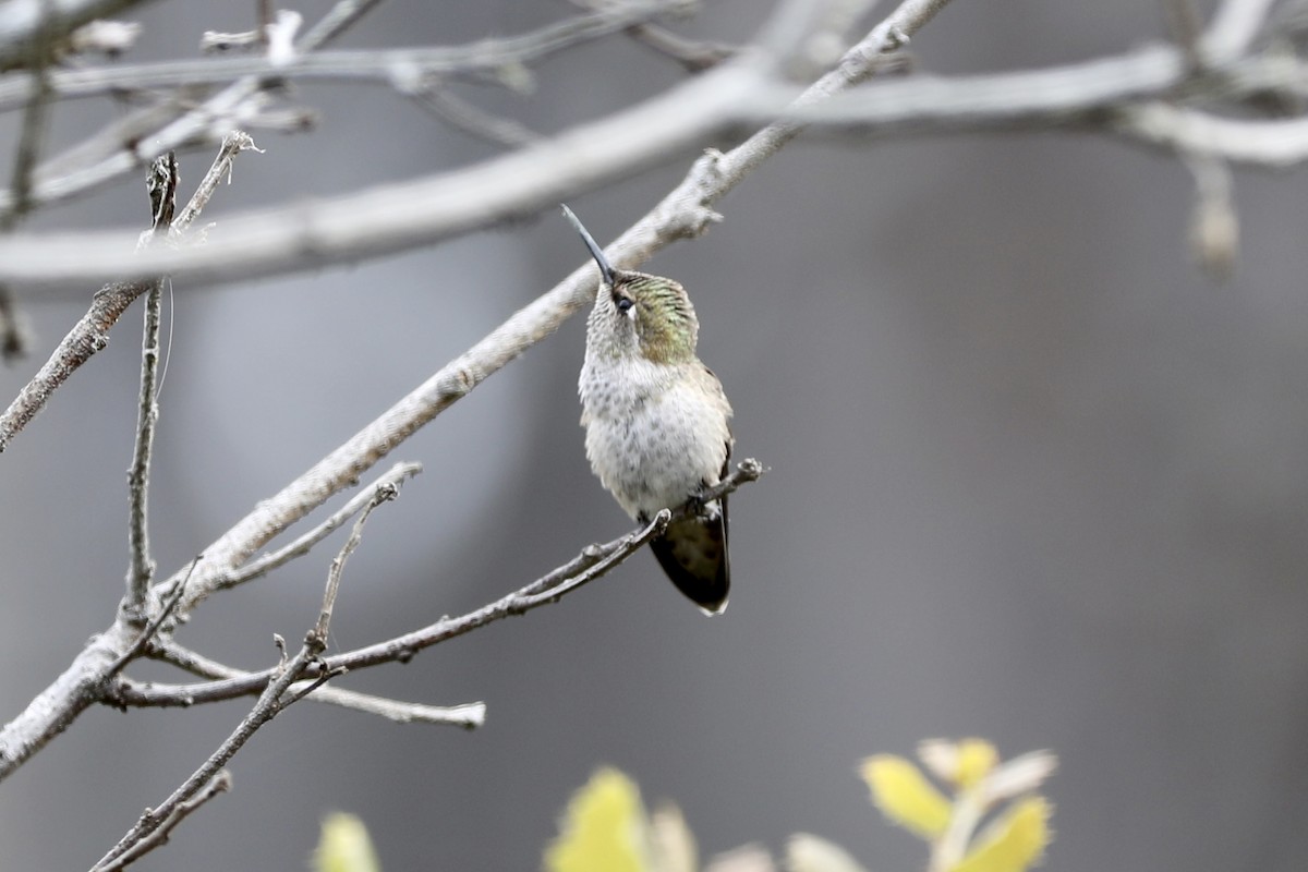 Anna's Hummingbird - ML355914281
