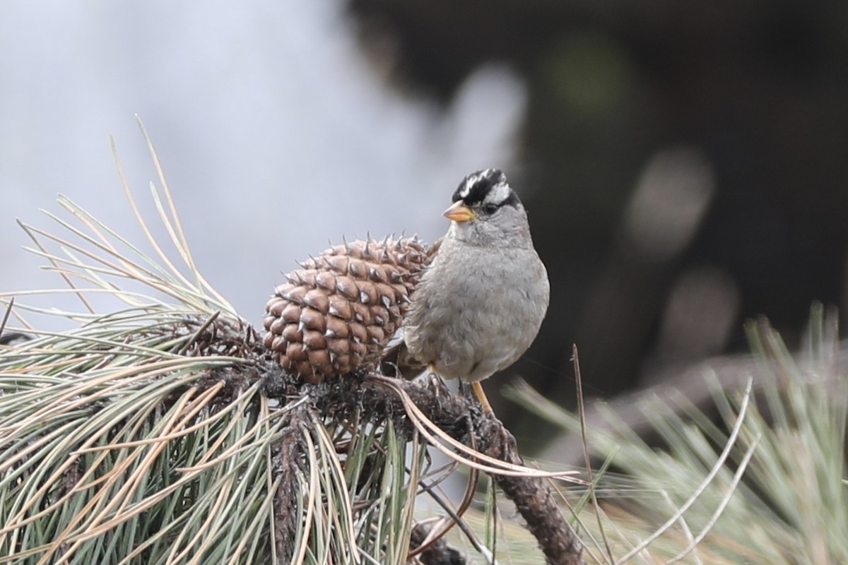 White-crowned Sparrow (Yellow-billed) - ML355914691