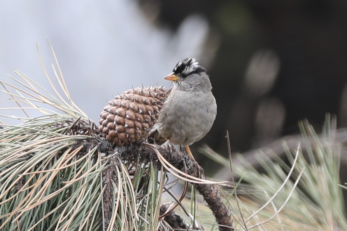 White-crowned Sparrow (Yellow-billed) - ML355914701