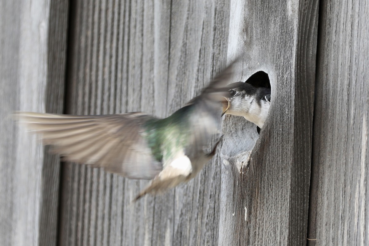 Violet-green Swallow - Ann Stockert