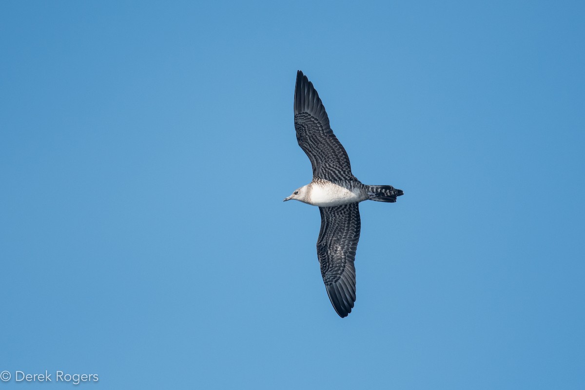 Long-tailed Jaeger - ML35592481