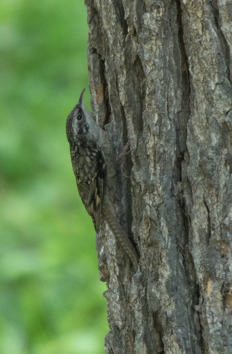 Bar-tailed Treecreeper - Parmil Kumar