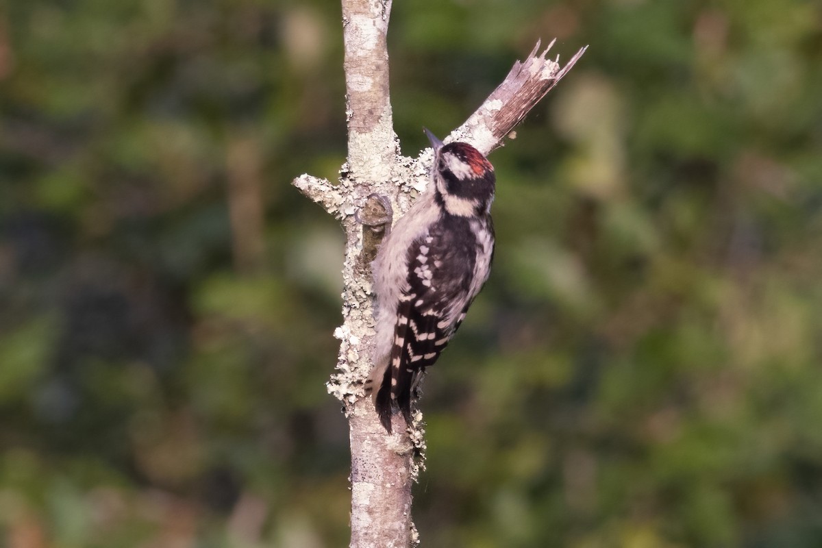 Downy Woodpecker - ML355927941
