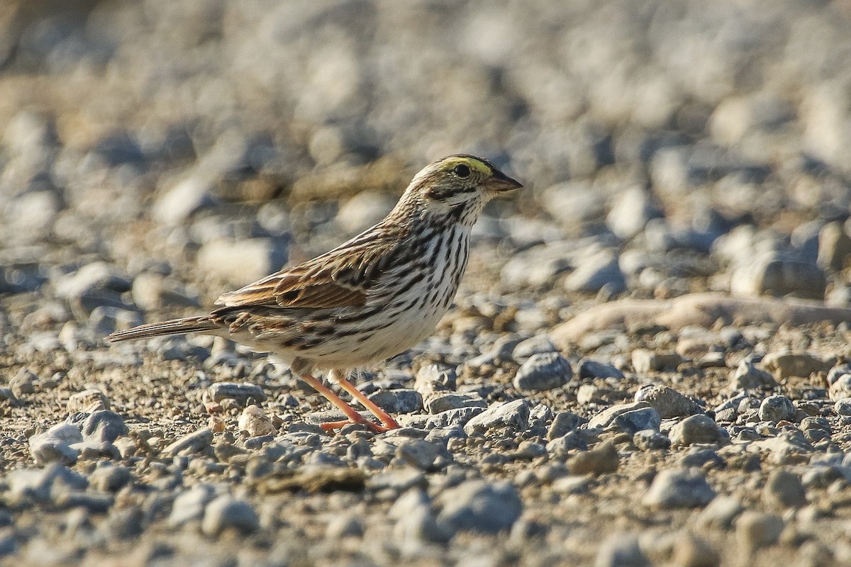 Savannah Sparrow - ML355929691