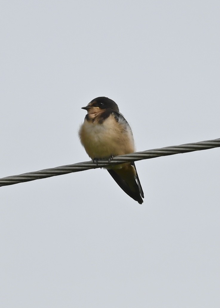 Barn Swallow - ML355930111