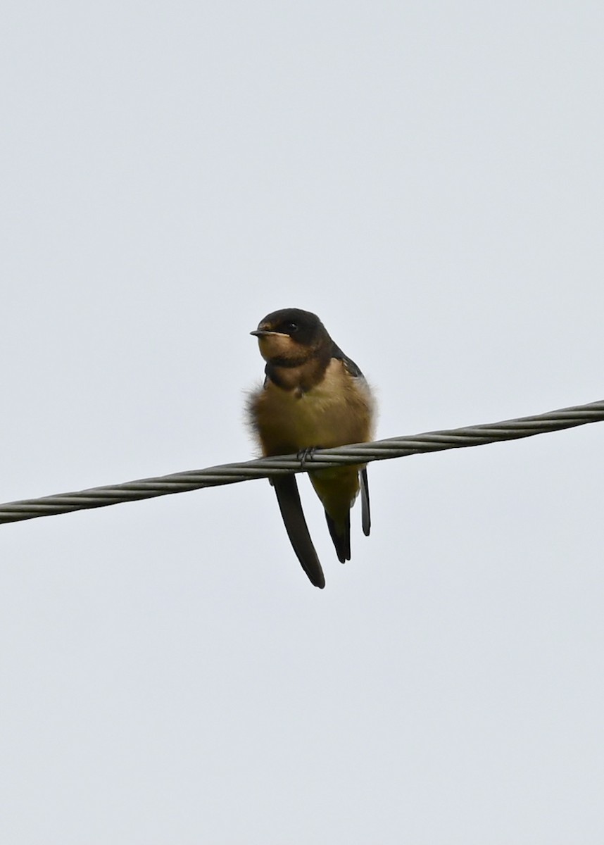 Barn Swallow - ML355930121