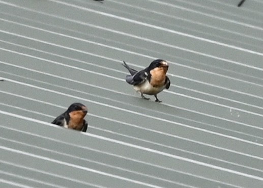 Barn Swallow - ML355930221