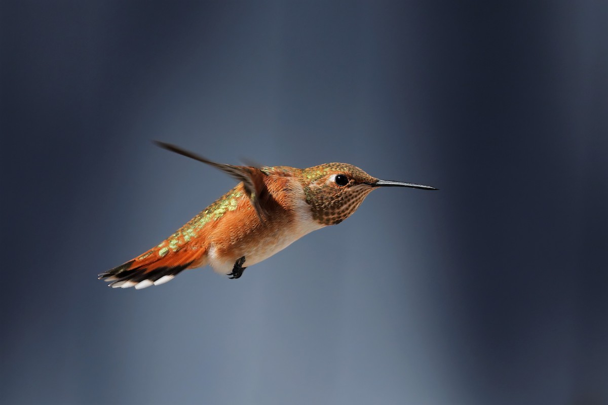 Rufous Hummingbird - ML355934251