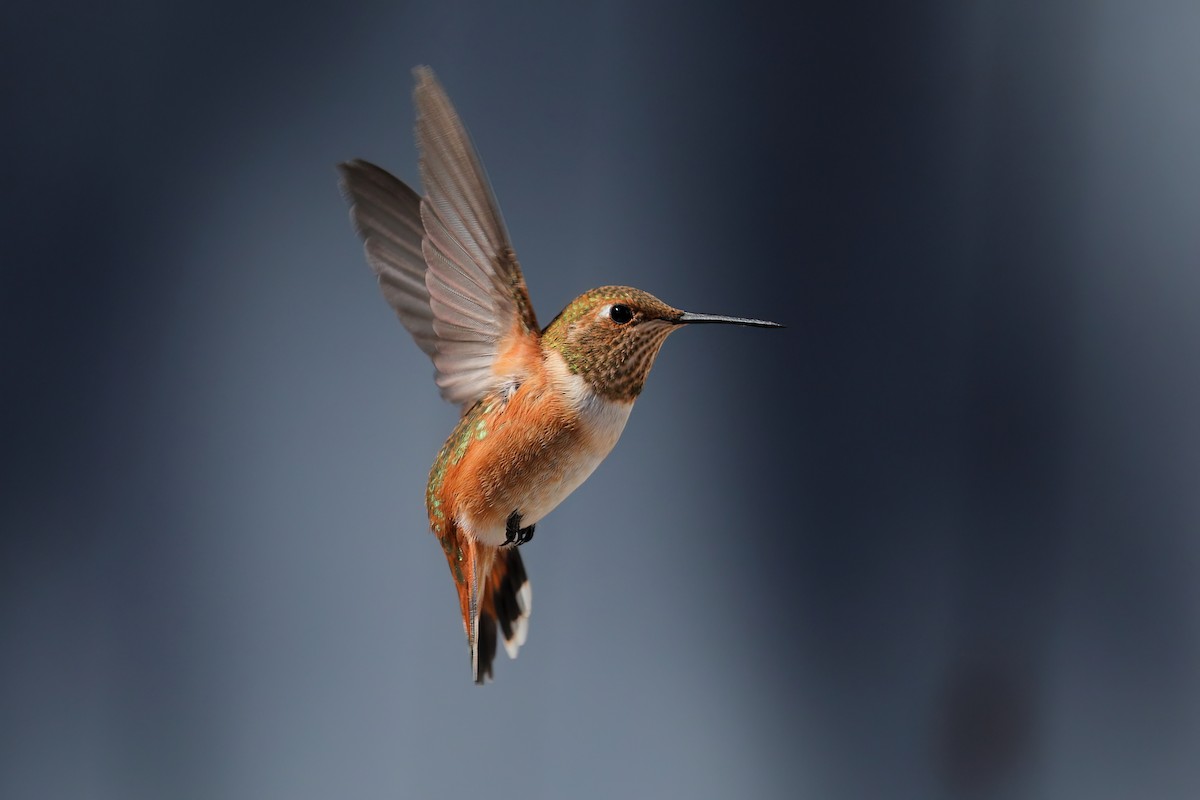 Rufous Hummingbird - Chuck Gates