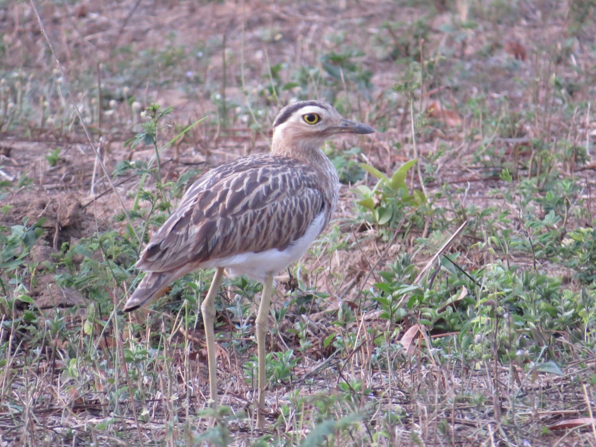 Double-striped Thick-knee - ML355938991