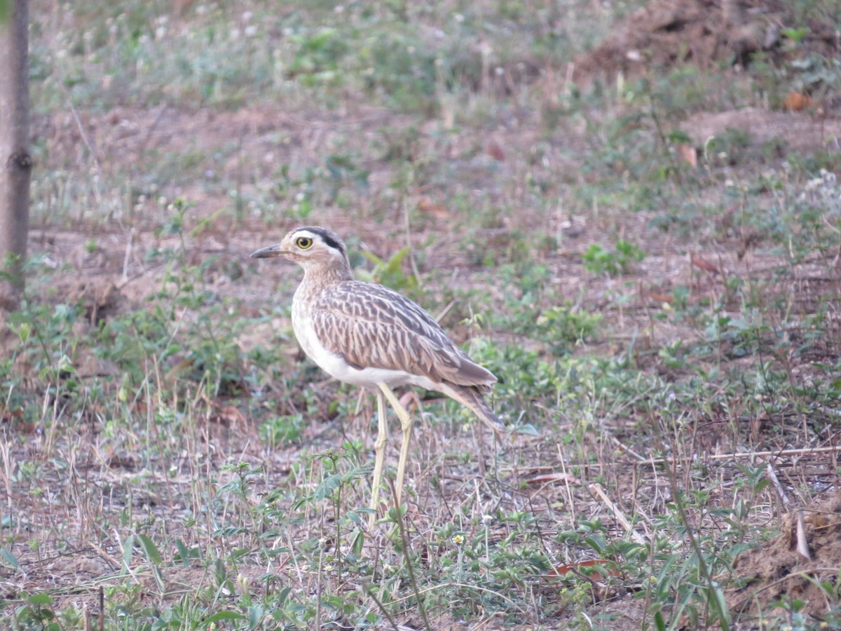 Double-striped Thick-knee - ML355939031