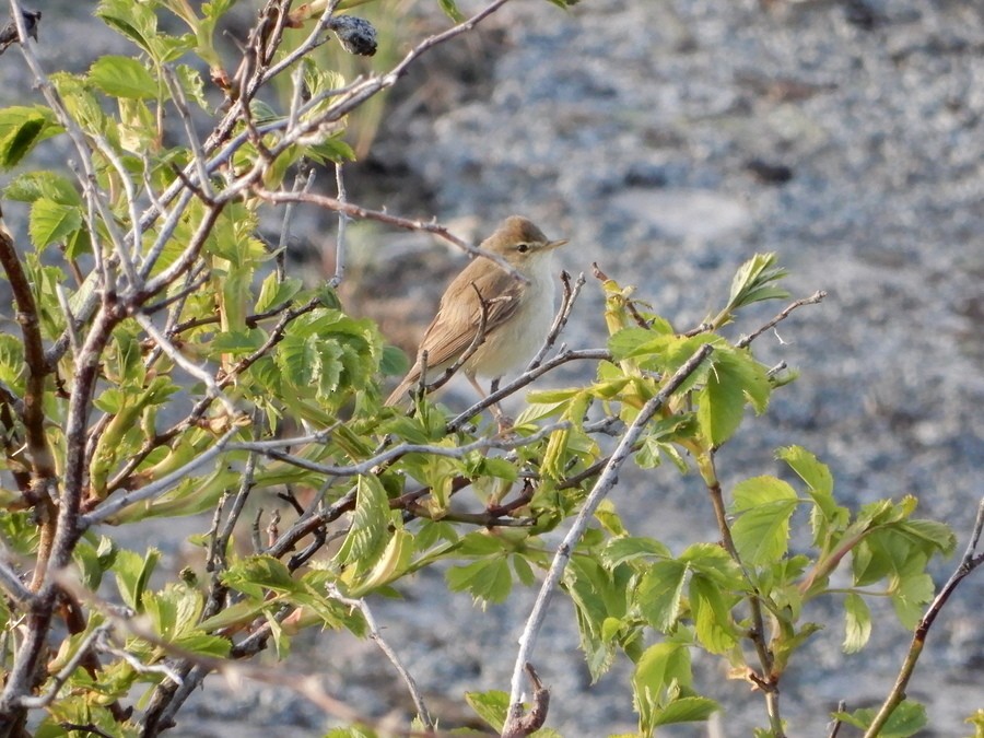 Booted Warbler - ML355939641