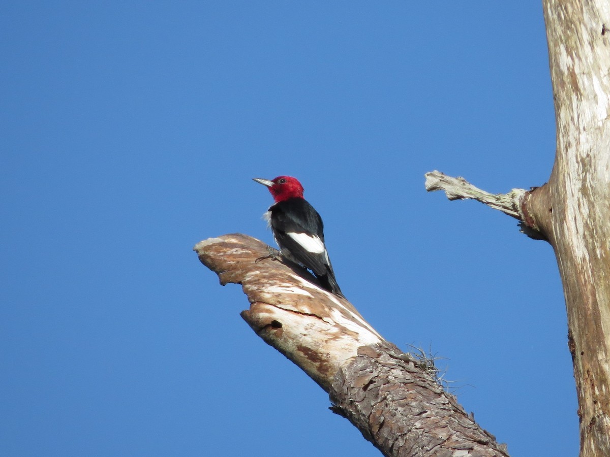 Red-headed Woodpecker - ML355942481