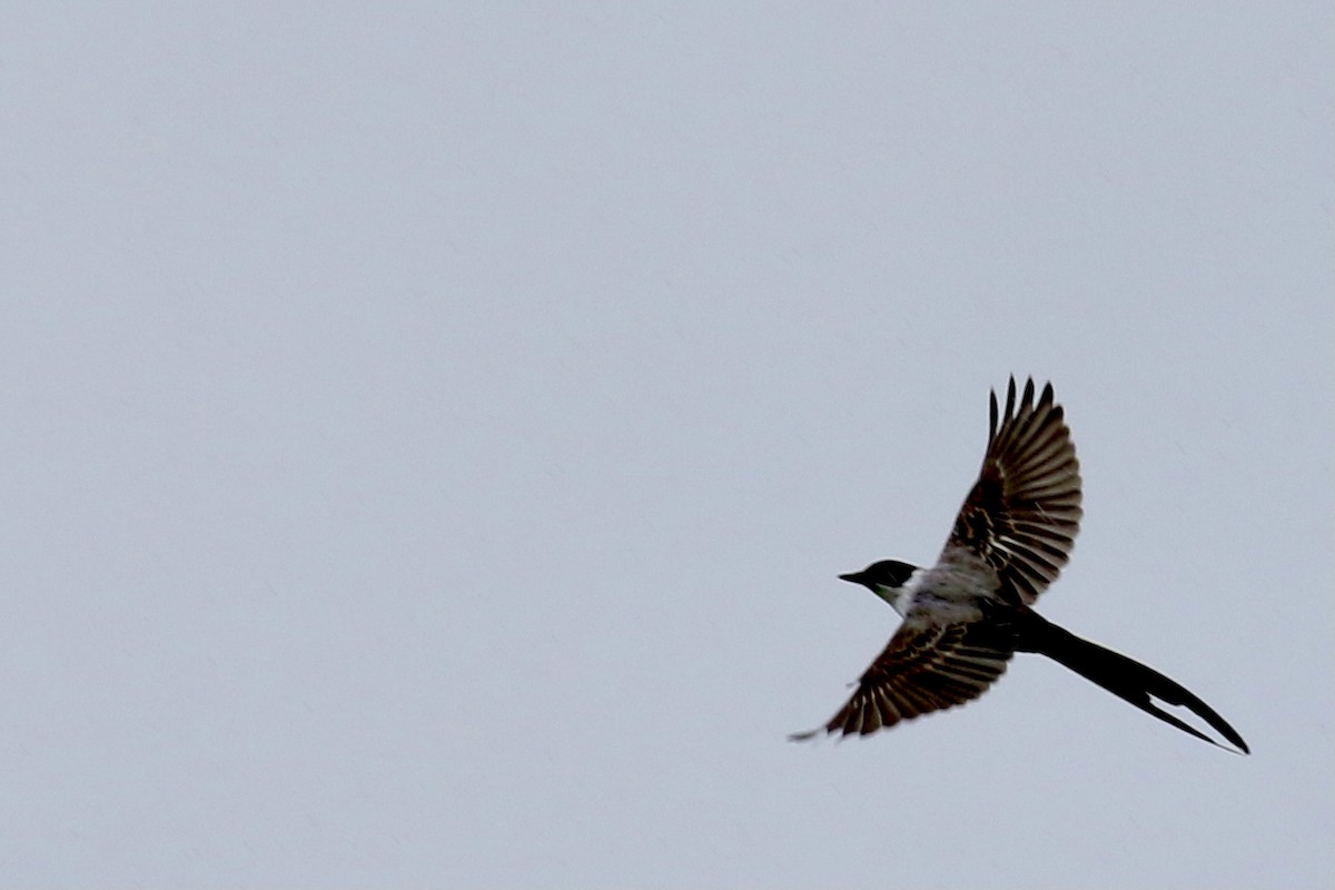 Fork-tailed Flycatcher - Step Wilson