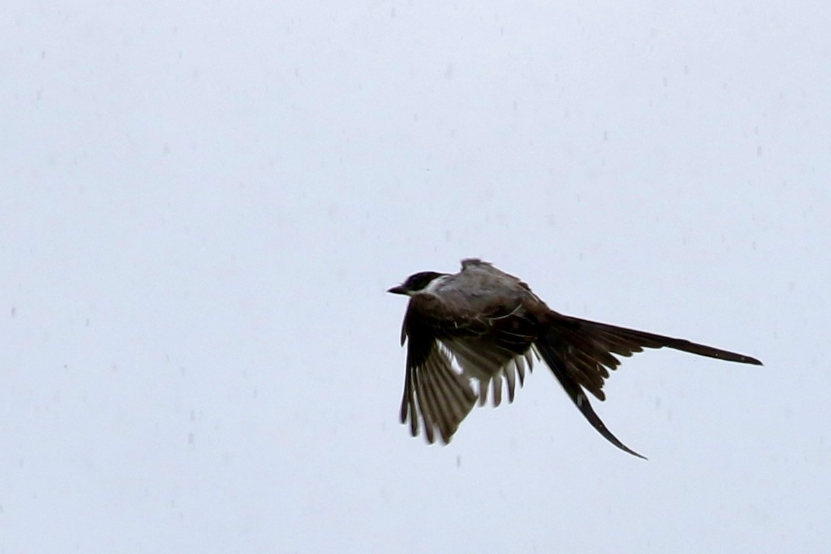 Fork-tailed Flycatcher - ML355948671
