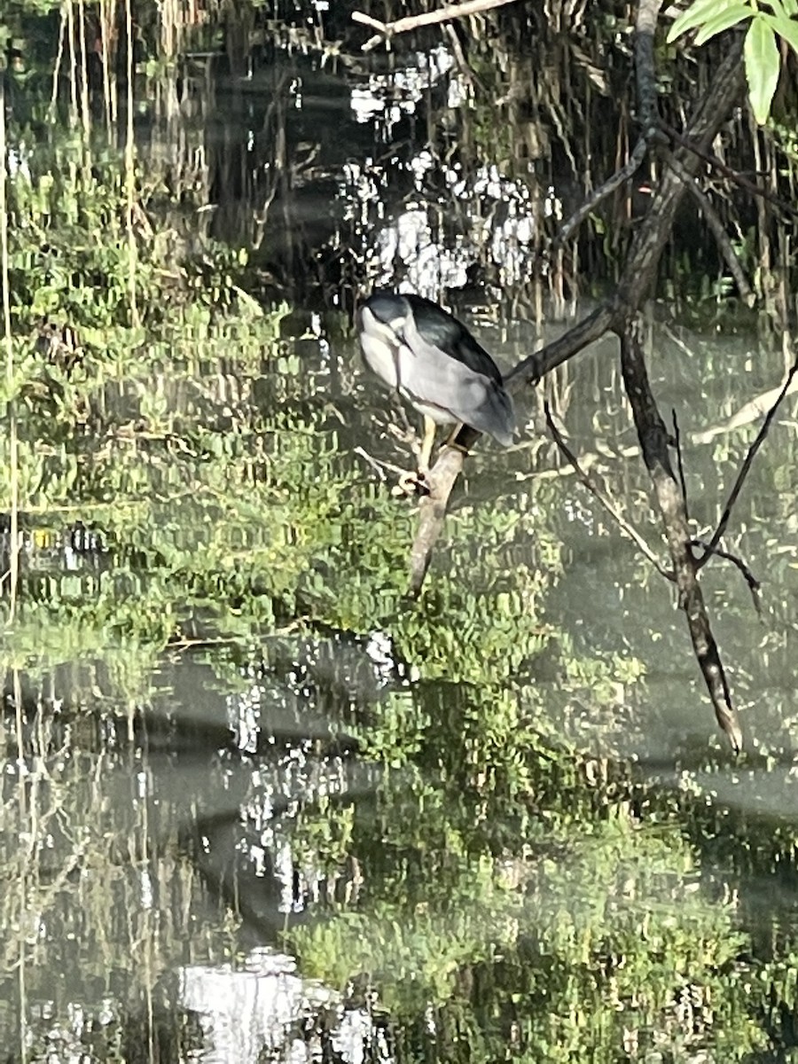 Black-crowned Night Heron - ML355952441