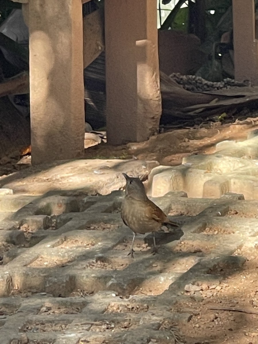Pale-breasted Thrush - ML355952661
