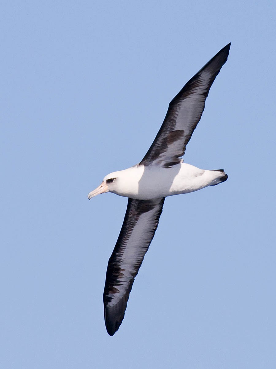 Laysan Albatross - Greg Gillson