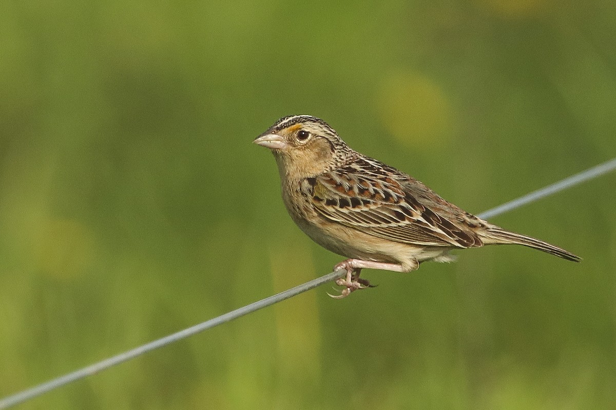Grasshopper Sparrow - Jefferson Shank