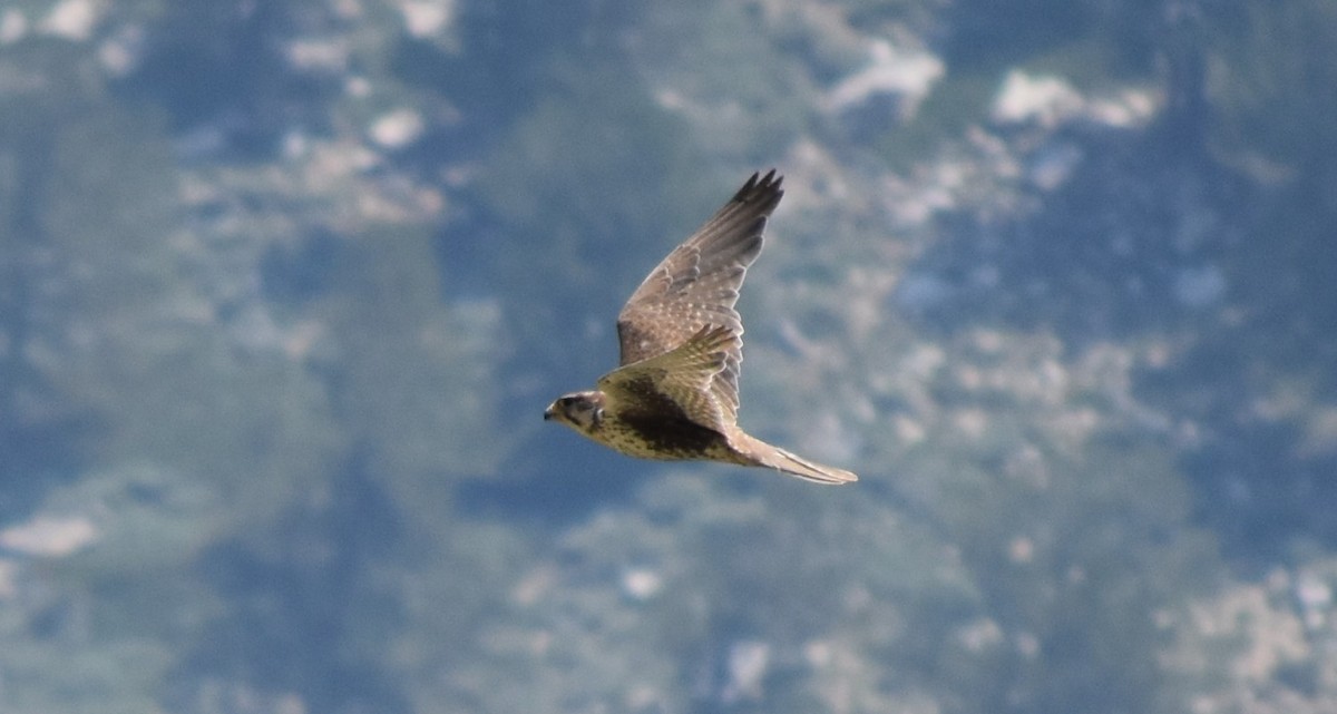 Prairie Falcon - Konshau Duman