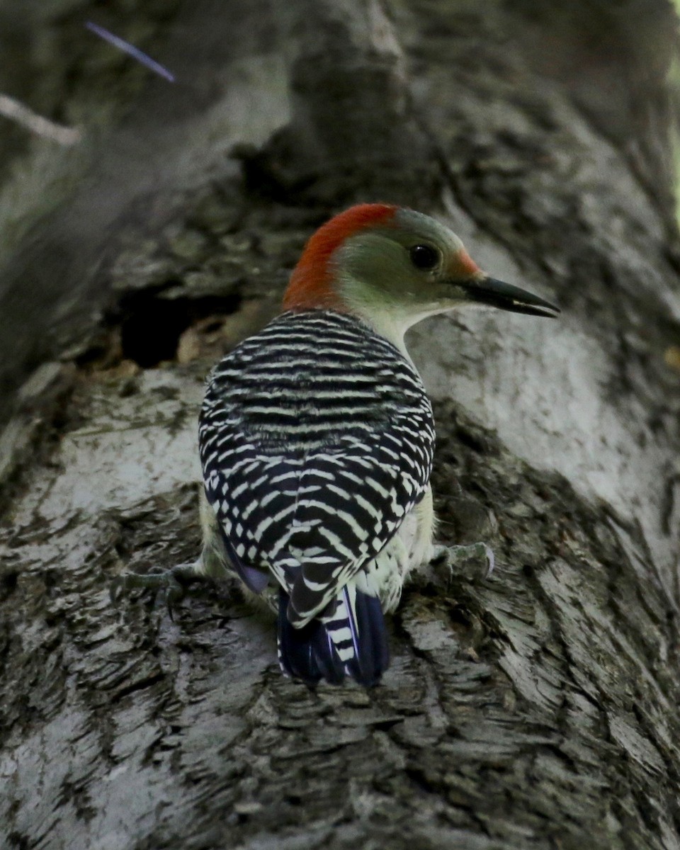 Red-bellied Woodpecker - Laurens Halsey