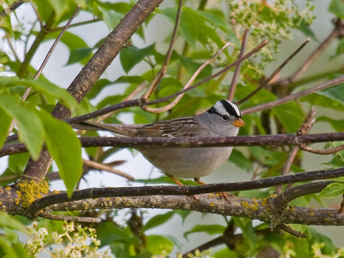 White-crowned Sparrow (Gambel's) - ML35598131