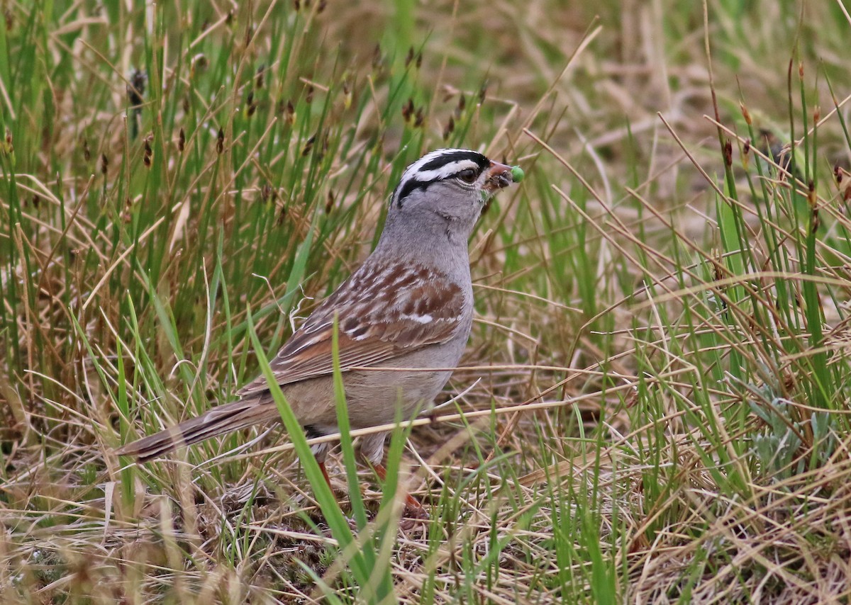 White-crowned Sparrow - ML355981731