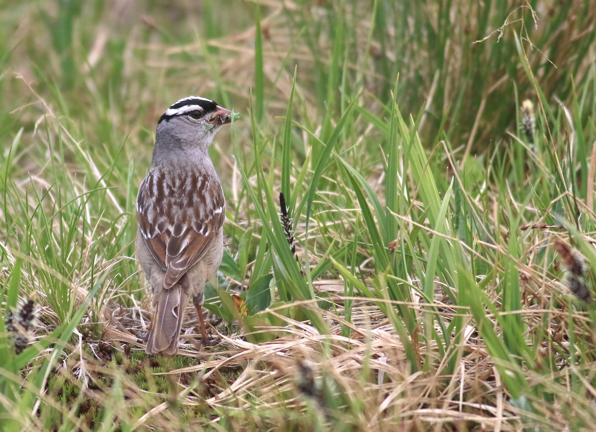 White-crowned Sparrow - ML355981741