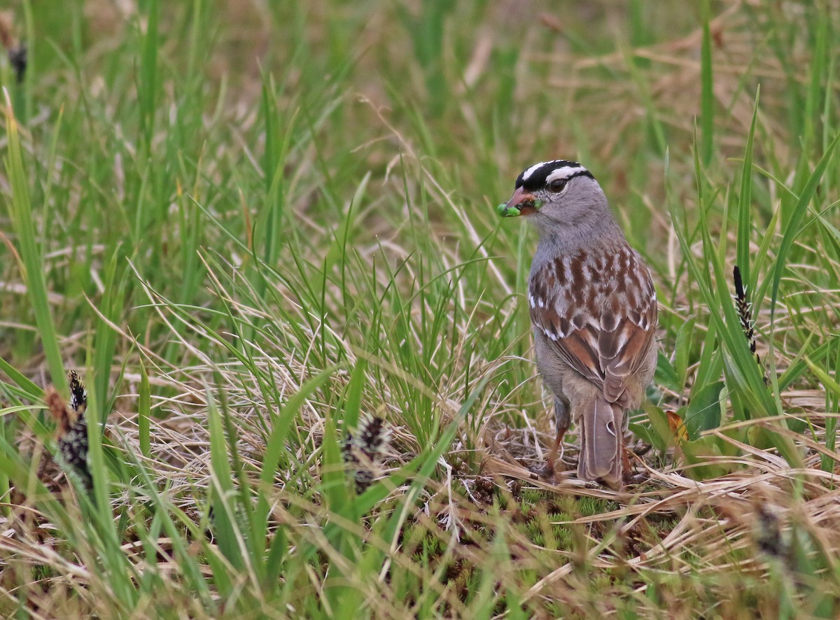 White-crowned Sparrow - ML355981751