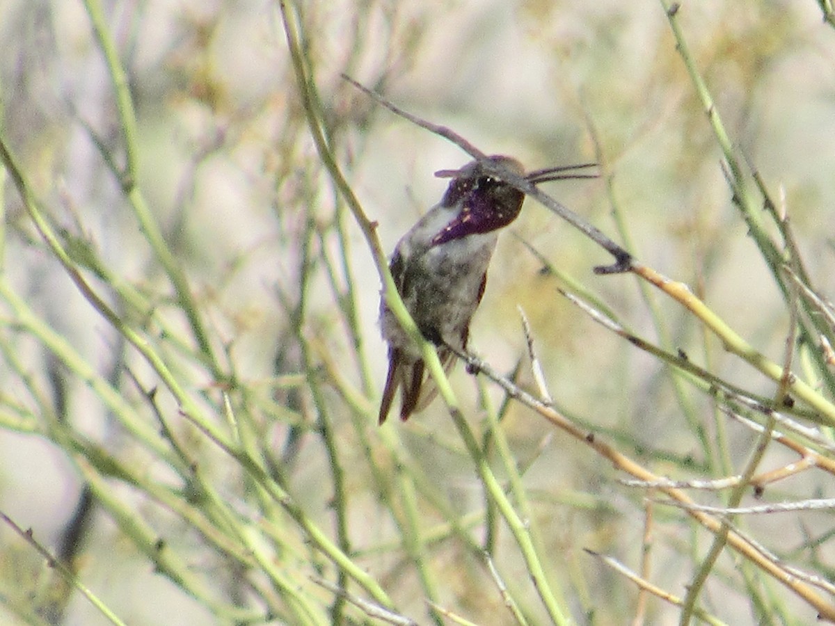 Costa's Hummingbird - ML355983701