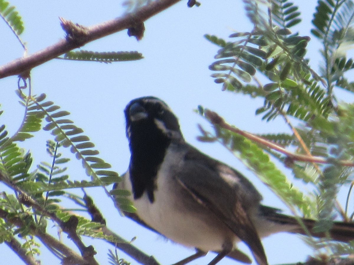 Black-throated Sparrow - ML355983981