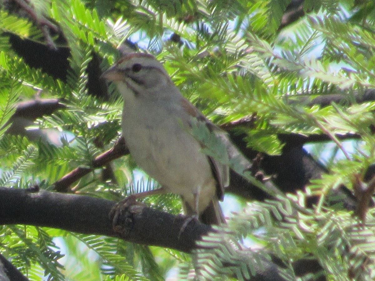 Rufous-winged Sparrow - Caleb Helsel