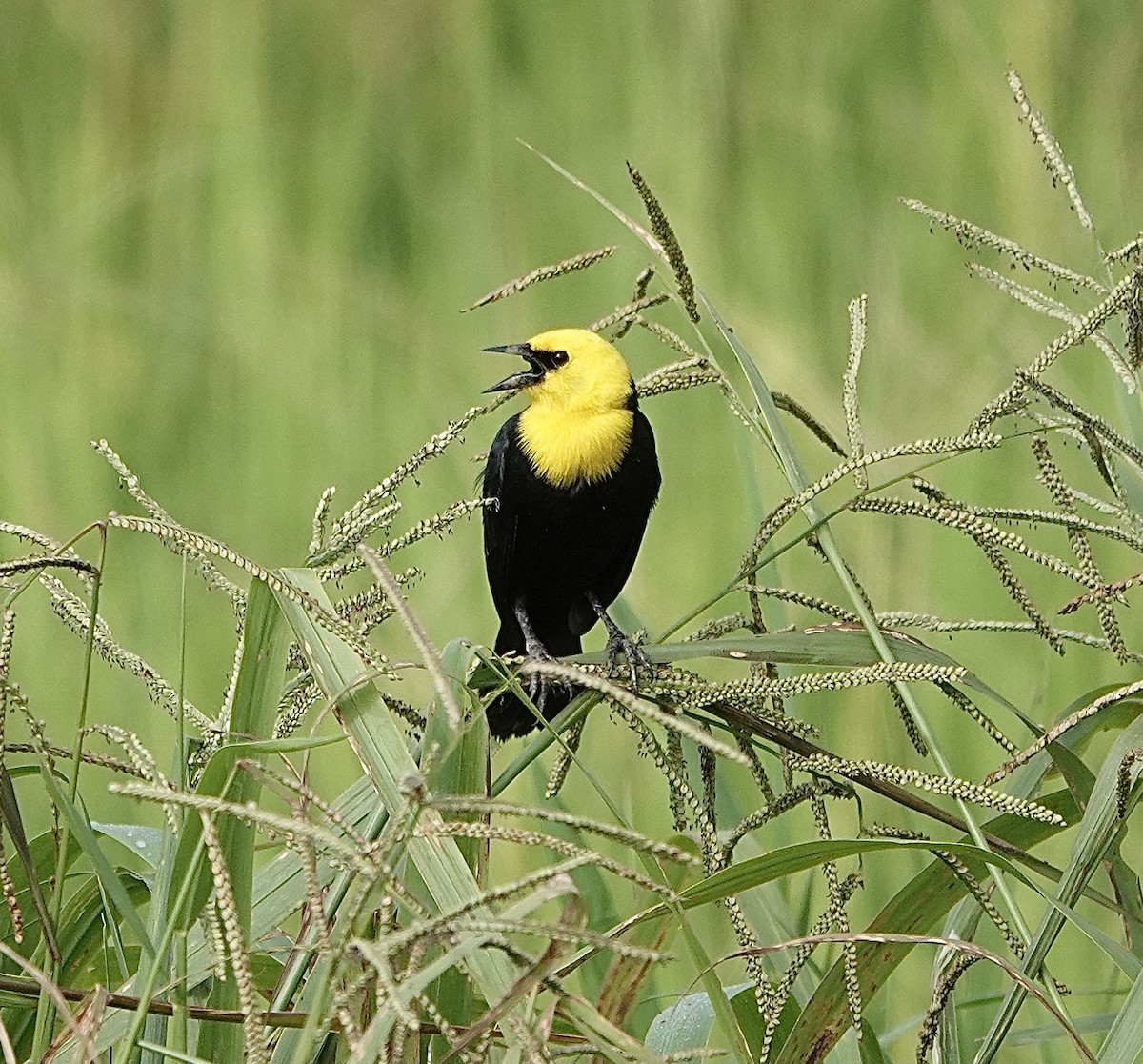 Yellow-hooded Blackbird - Howard Laidlaw