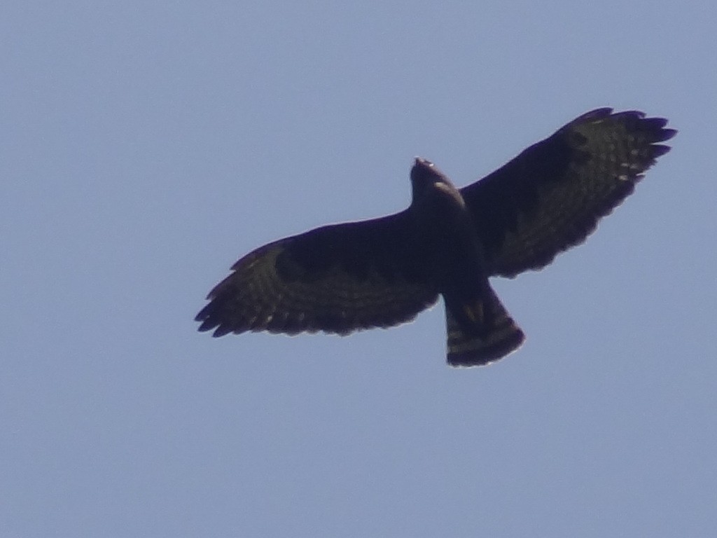 Short-tailed Hawk - Fabio Barata