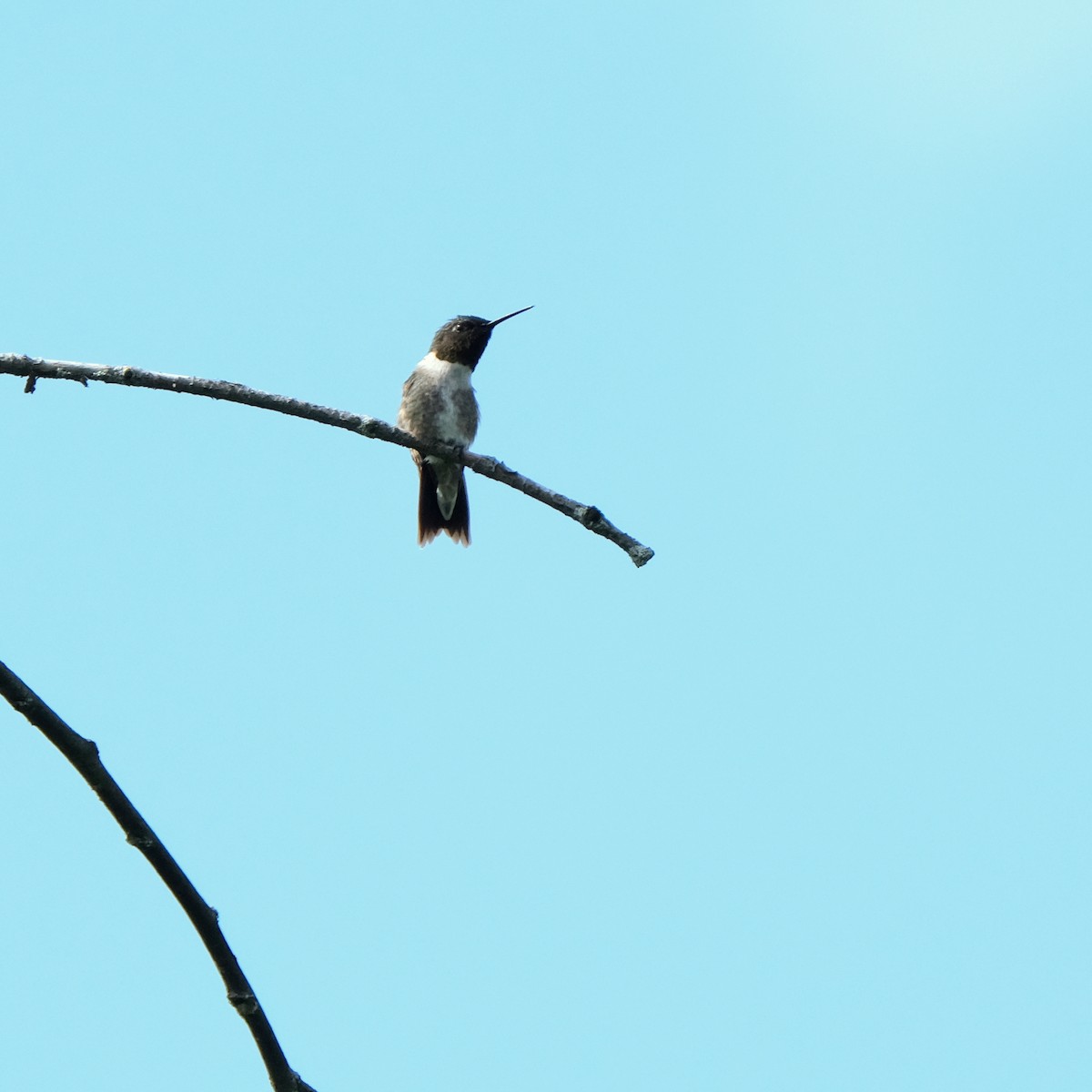 Ruby-throated Hummingbird - ML355991401