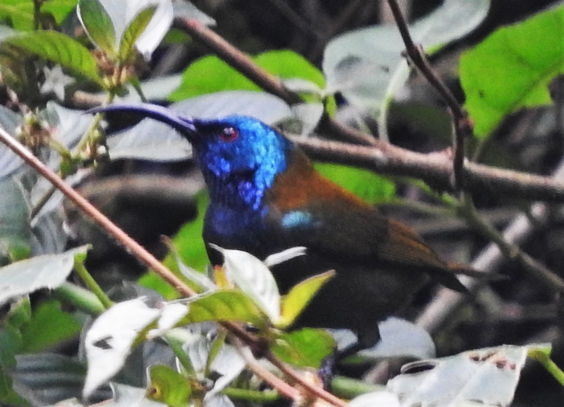 Blue-headed Sunbird - ML355994661