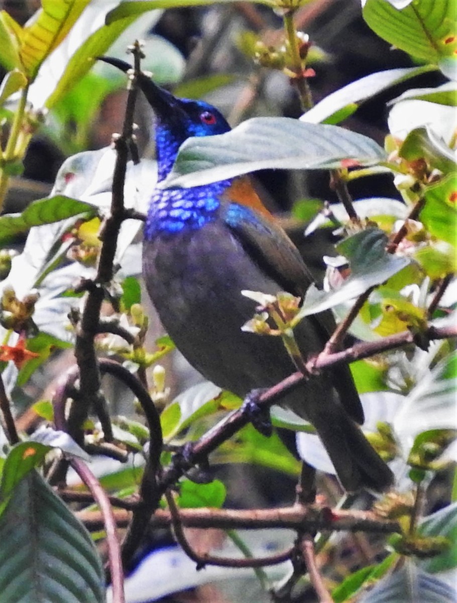 Blue-headed Sunbird - ML355994671