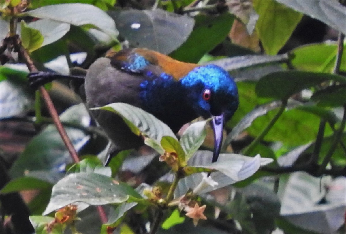 Blue-headed Sunbird - ML355994681
