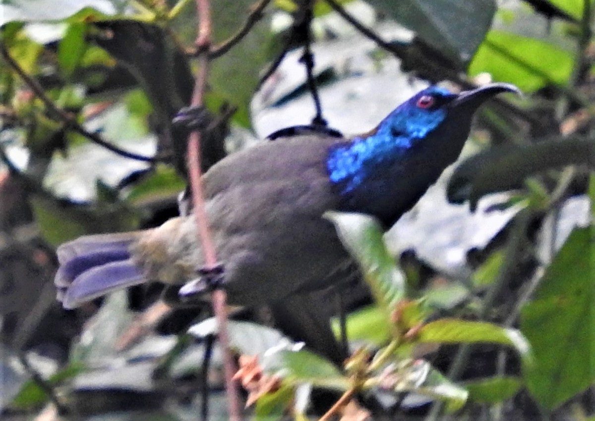 Blue-headed Sunbird - ML355994691