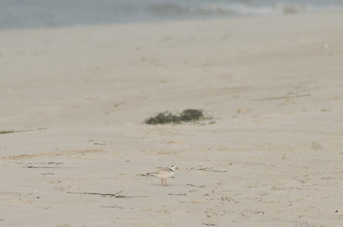 Piping Plover - ML355994721